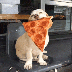 Гифка Собака с пиццей