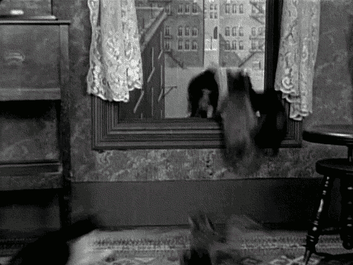 Гифка Коты покидают квартиру через окно
