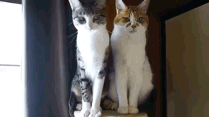 Гифка Игривый кот и Серьезный кот