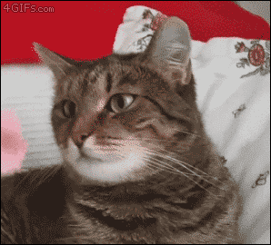 Гифка Цветок на голове кошки