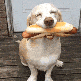 Гифка Собака с хот-догом