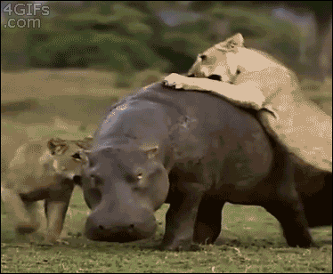 Гифка Львы нападают на бегемота