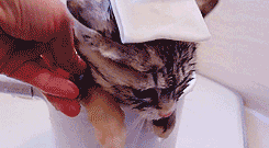 Гифка Котёнок принимает горячую ванну