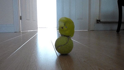 Гифка Попугай на теннисном мячике
