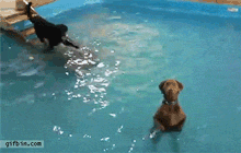 Гифка Собака в маленьком бассейне