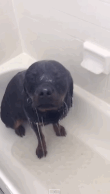 Гифка Собака под душем