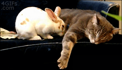 Гифка Кролик ложится рядом с котом