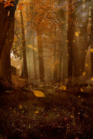 Гифка Осенний лес