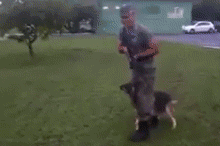 Гифка Тренировка боевой собаки