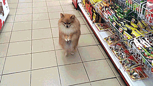 Гифка Собака в магазине