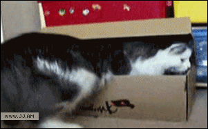 Гифка Кот укладывается в коробку