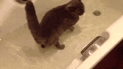 Гифка Кошка и рыба в ванне