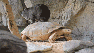 Гифка Вомбат на черепахе