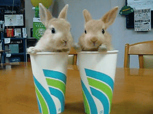 Гифка Кролики в бумажных стаканах