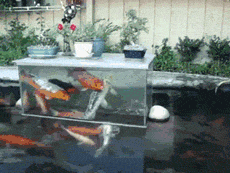 Гифка Перевёрнутый аквариум