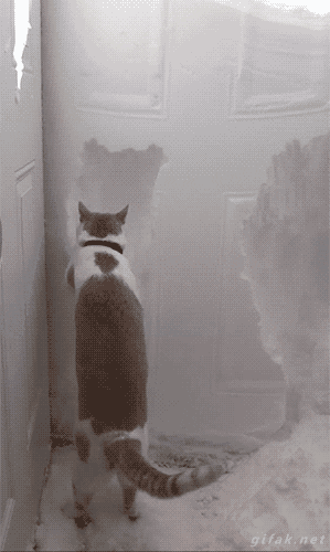Гифка Кошка выбирается из заснеженного дома