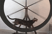 Гифка Беговое колесо для кошек