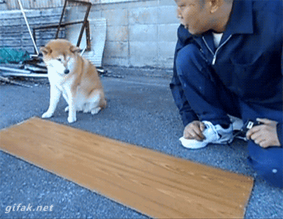 Гифка Собака помогает на стройке