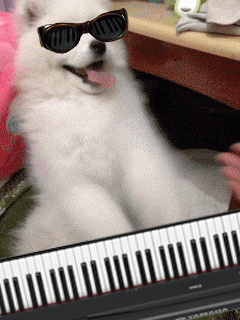 Гифка Собака играет на клавишных