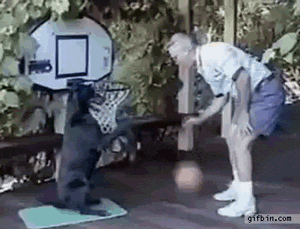 Гифка Собака играет в баскетбол