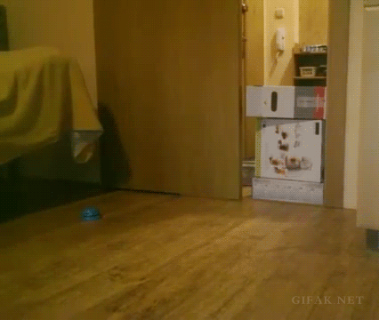Гифка Кошка прыгает через коробки