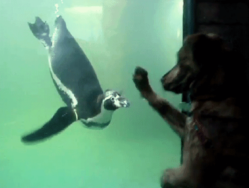 Гифка Собака и пингвин