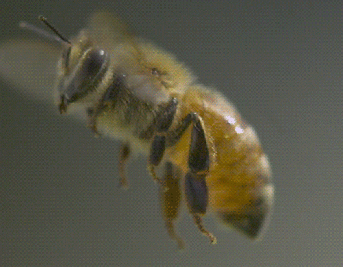 Гифка Пчела