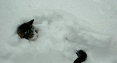 Гифка Кот в снегу рассматривает свой хвост