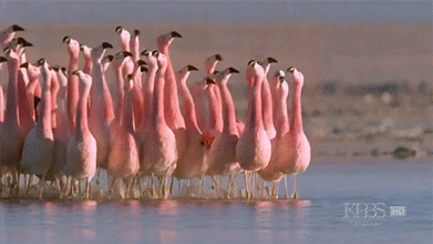 Гифка Розовые фламинго