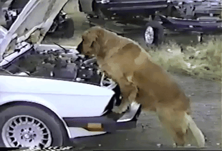 Гифка Собака ищет неисправность в автомобиле