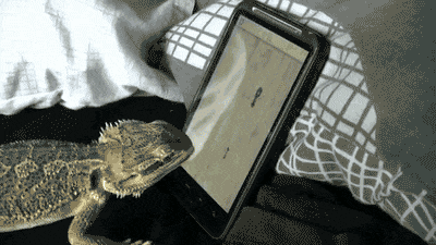 Гифка Игуана ловит насекомых в планшете