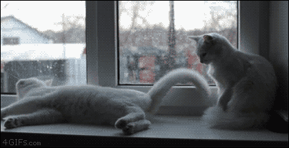 Гифка Две кошки и хвост