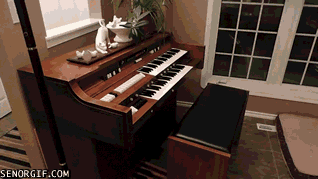 Гифка Овчарка играет на органе