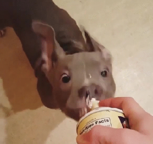 Гифка Собака ест взбитые сливки