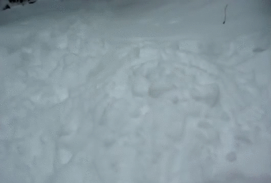 Гифка Собака под снегом