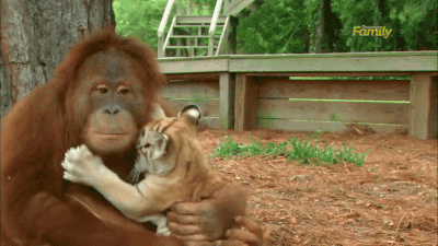 Гифка Орангутанг и тигрёнок