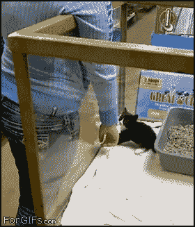 Гифка Котёнок выбирается из стеклянной тюрьмы