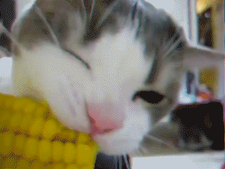 Гифка Кошка ест кукурузу