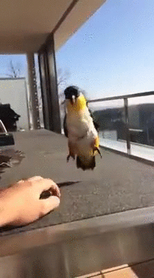 Гифка Радостный попугай