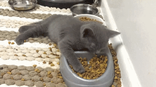 Гифка Котёнок уснул в миске