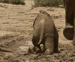 Гифка Слонёнок упал в лужу