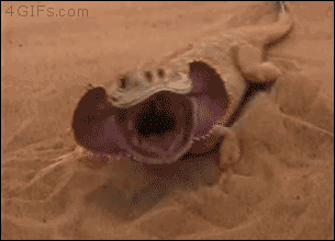 Гифка Ящерица закапывается в песок