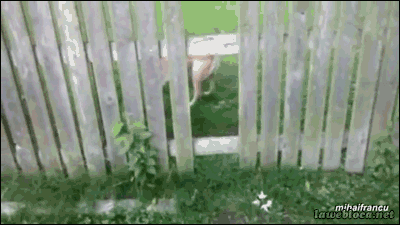 Гифка Собака с палкой и забор