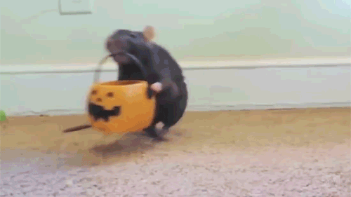 Гифка Крыса готова к Хэллоуину