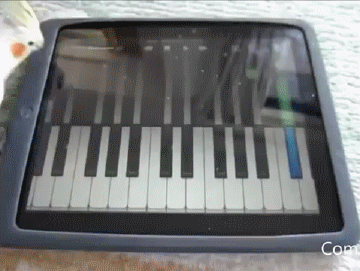 Гифка Попугай играет на пианино в планшете