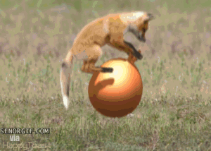 Гифка Лиса прыгает на шаре