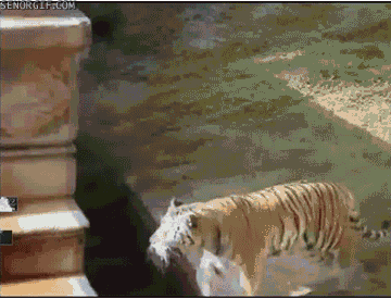 Гифка Тигры купаются