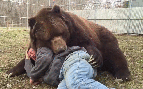 Гифка Мужчина засыпает с медведем