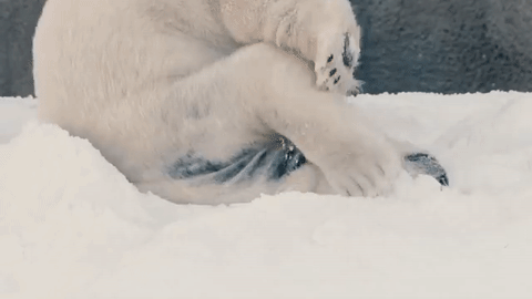 Гифка Белый медведь радуется выпавшему снегу