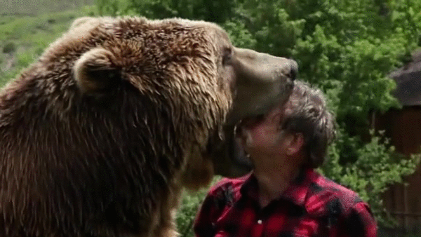 Гифка Медведь играет с человеком